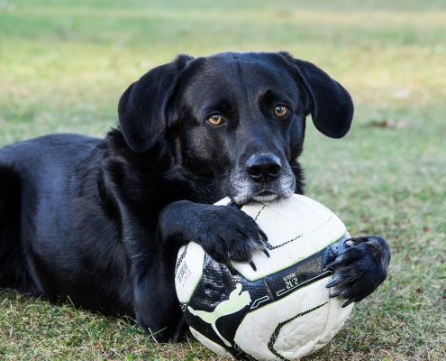 Le chien du prospect