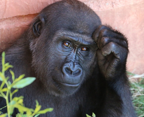 Ne faites pas de supposition !