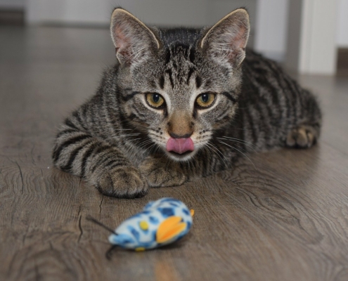 La chasse aux justifications